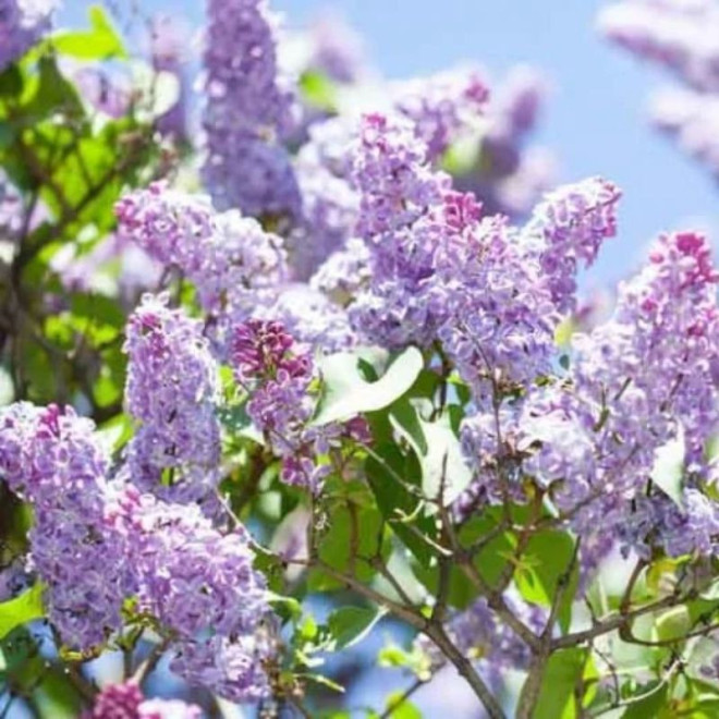 Alyva paprastoji (Syringa vulgaris) 'Lila Wonder'