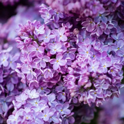 Alyva paprastoji (Syringa vulgaris) 'Lila Wonder'