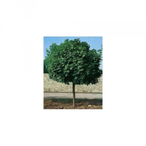 Klevas paprastasis (Acer platanoides) &#039;Globosum&#039; IŠPARDUOTA
